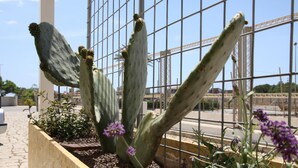 Property grounds - Kaucana Inn (Santa Croce Camerina)