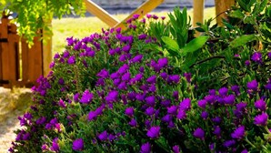 A garden with purple flowers and a wooden bench. - Castello di Titignano (Orvieto)