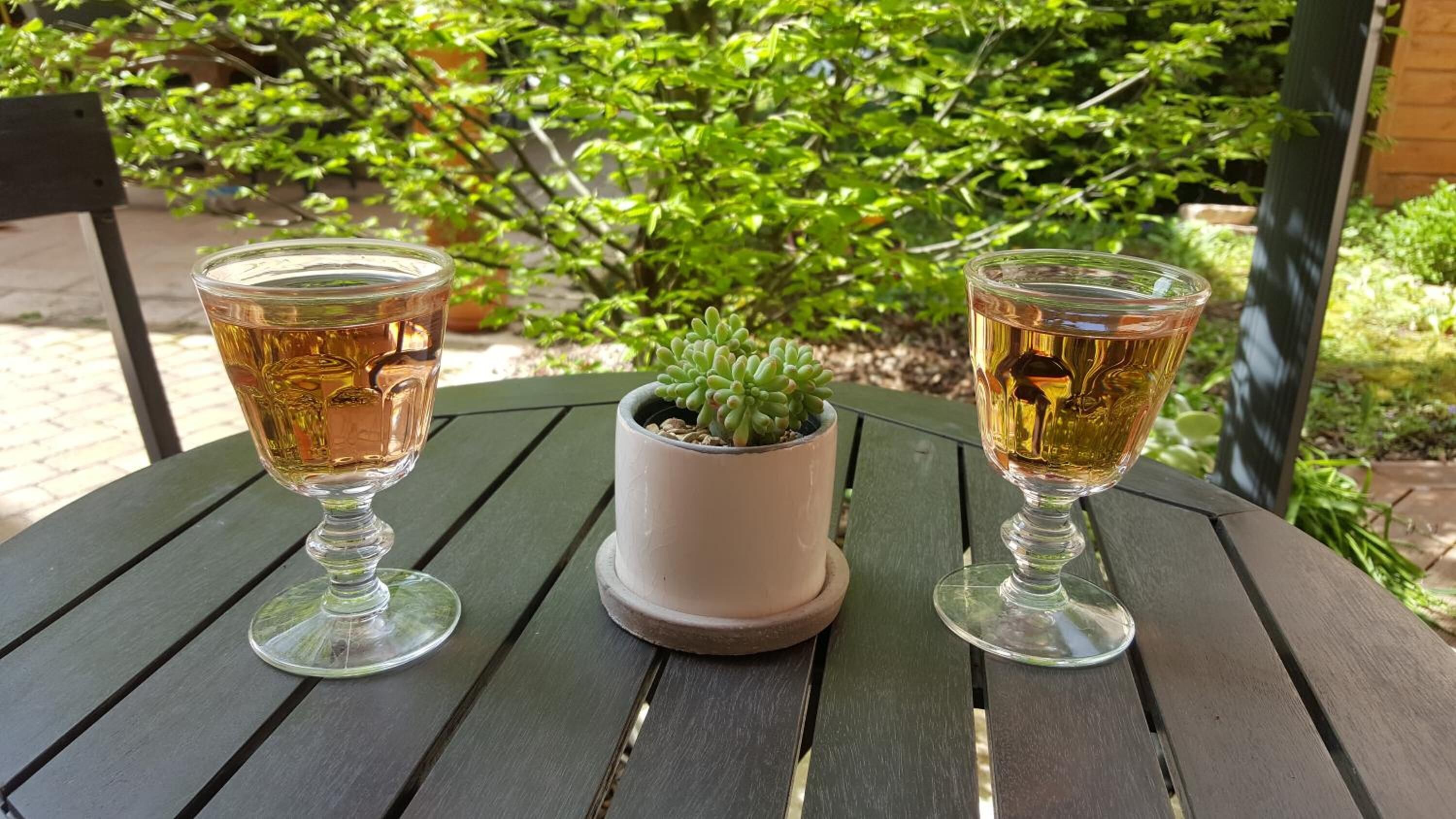 Deux verres transparents sur une table en bois, avec une plante succulente en pot placée au centre.
