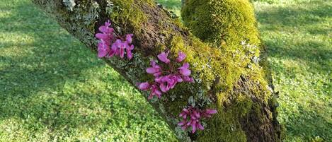 A tree trunk with moss and pink flowers.