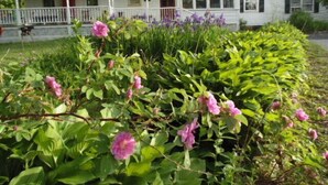 A two-story white house with a porch and a garden with pink flowers and green foliage. - 70 Private Acres-SKI! SKI! SKI! (Athol)