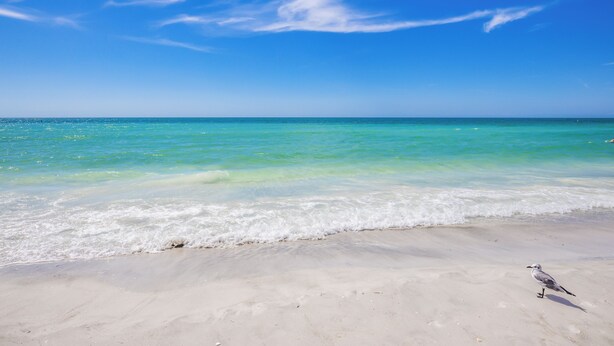 A beach with clear blue water and a seagull on the sand. - Perfect Local In Village,1 1/2 Block From #1 Beach In USA, Pool, Wifi, Sun & Fun (Siesta Key)