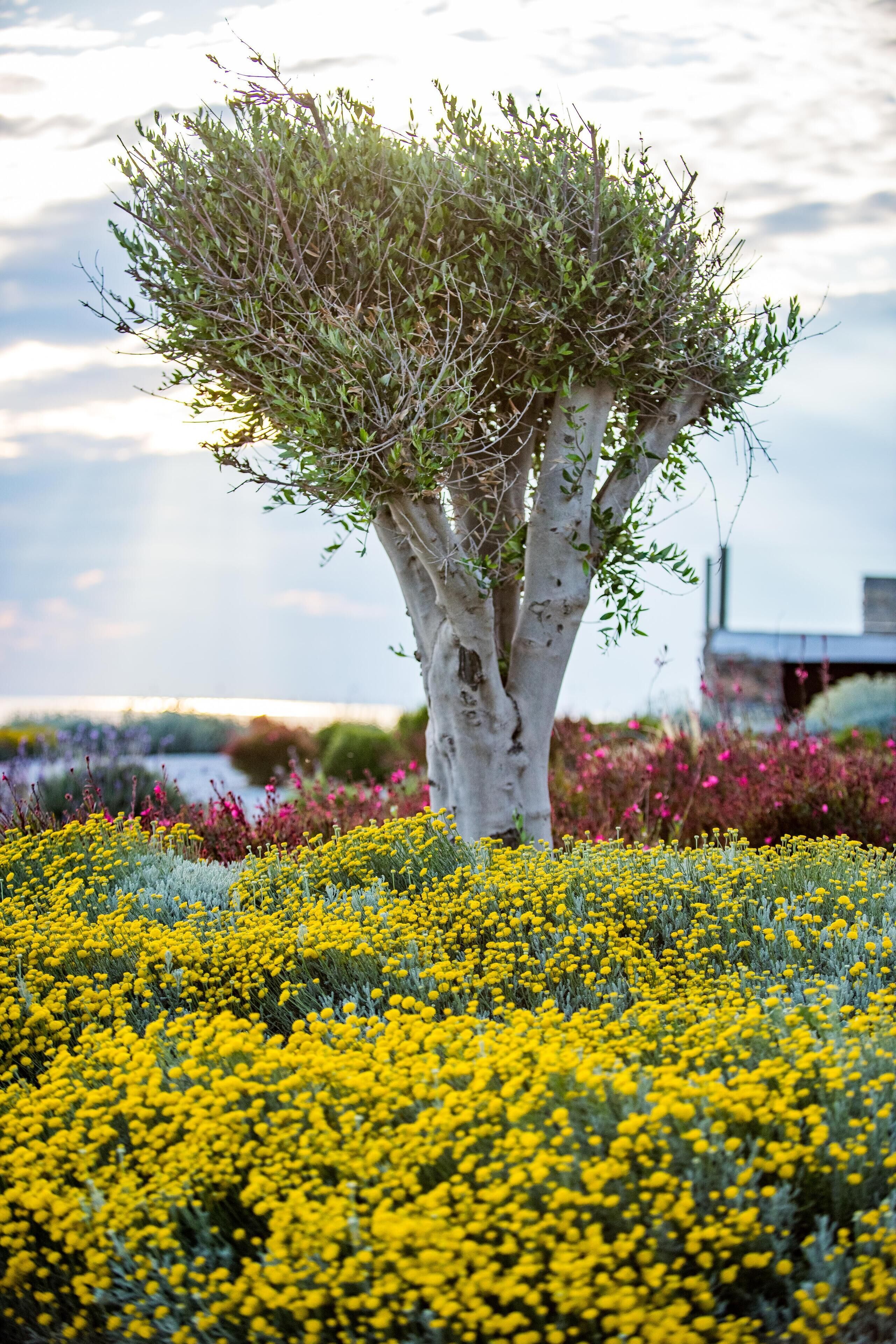 Un arbre à l’écorce blanche et au feuillage vert, situé dans un champ de fleurs jaunes.