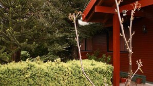 A red building with a well-maintained hedge and a tall tree in the background. - Hostal el Nogal Pucón (Pucón)