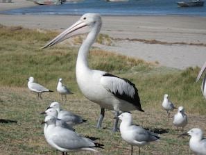 Vlak bij het strand, ligstoelen aan het strand