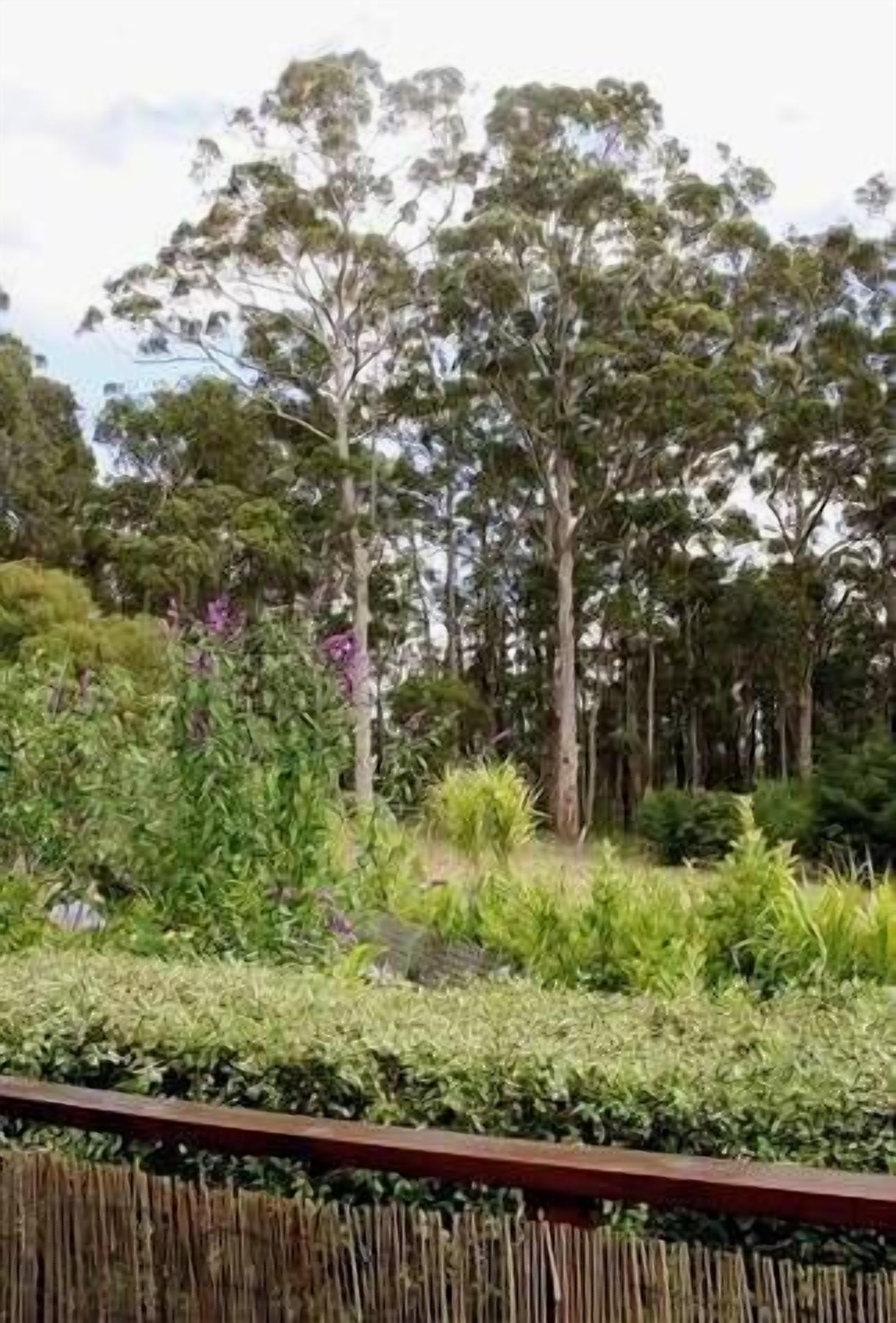 A garden with various plants and trees, a wooden fence, and a clear sky.