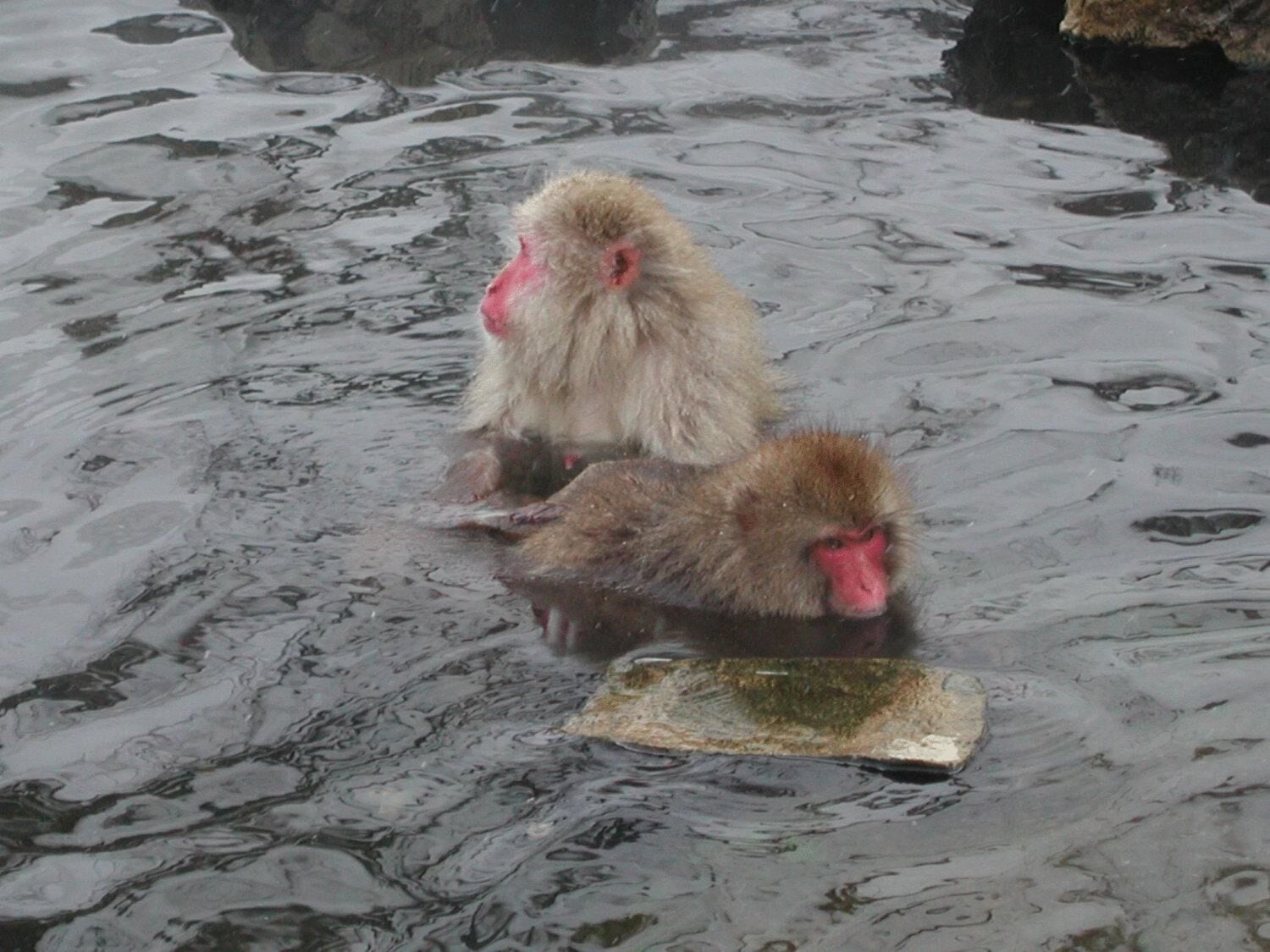Two monkeys in a body of water with a rock and a piece of wood.
