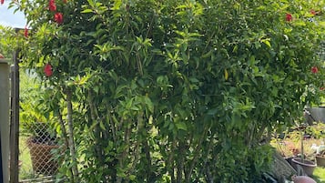 花園