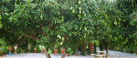 A mango tree with green fruit in a garden setting.