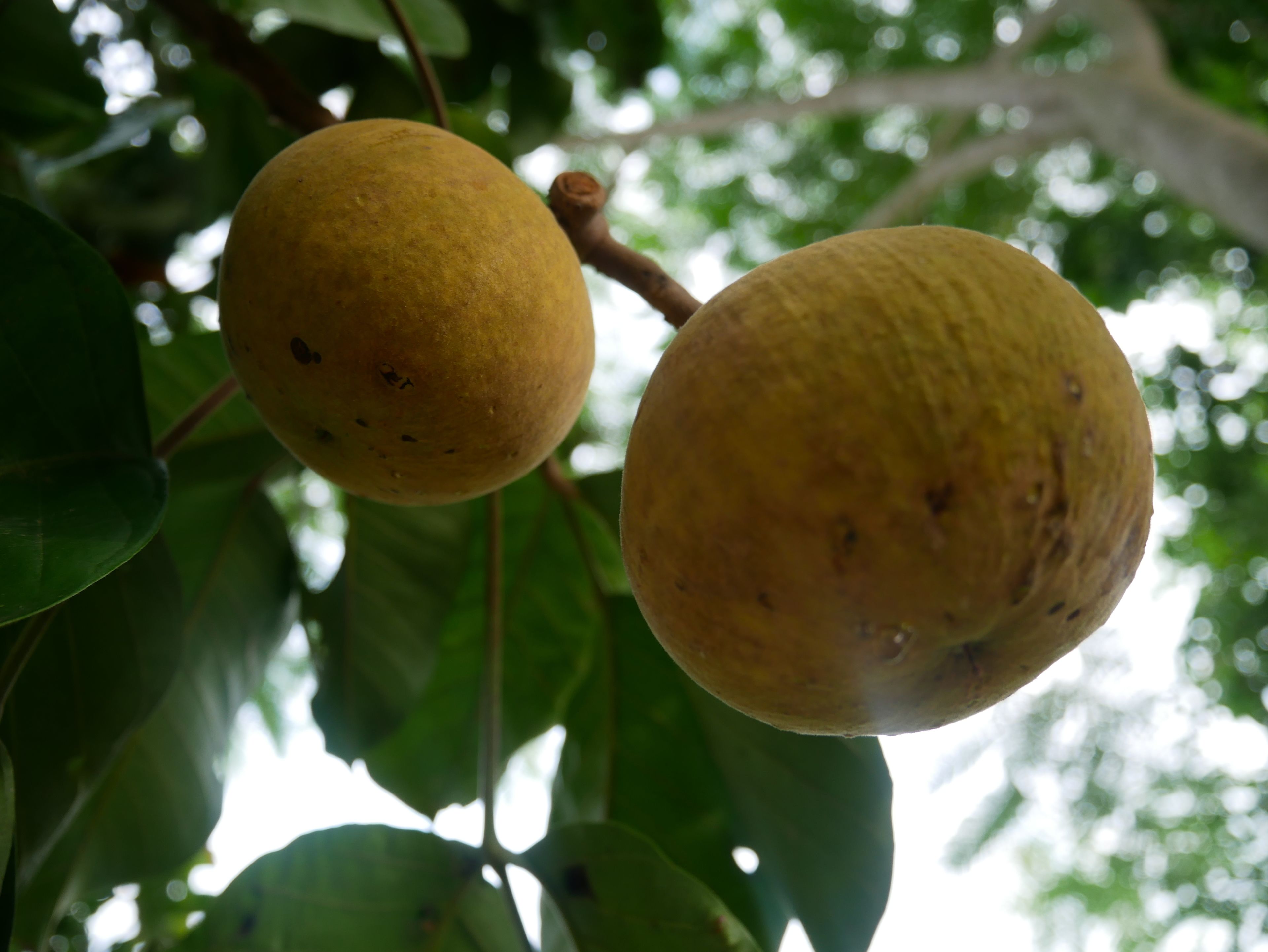 Dos frutas amarillas colgadas de un árbol con hojas verdes.