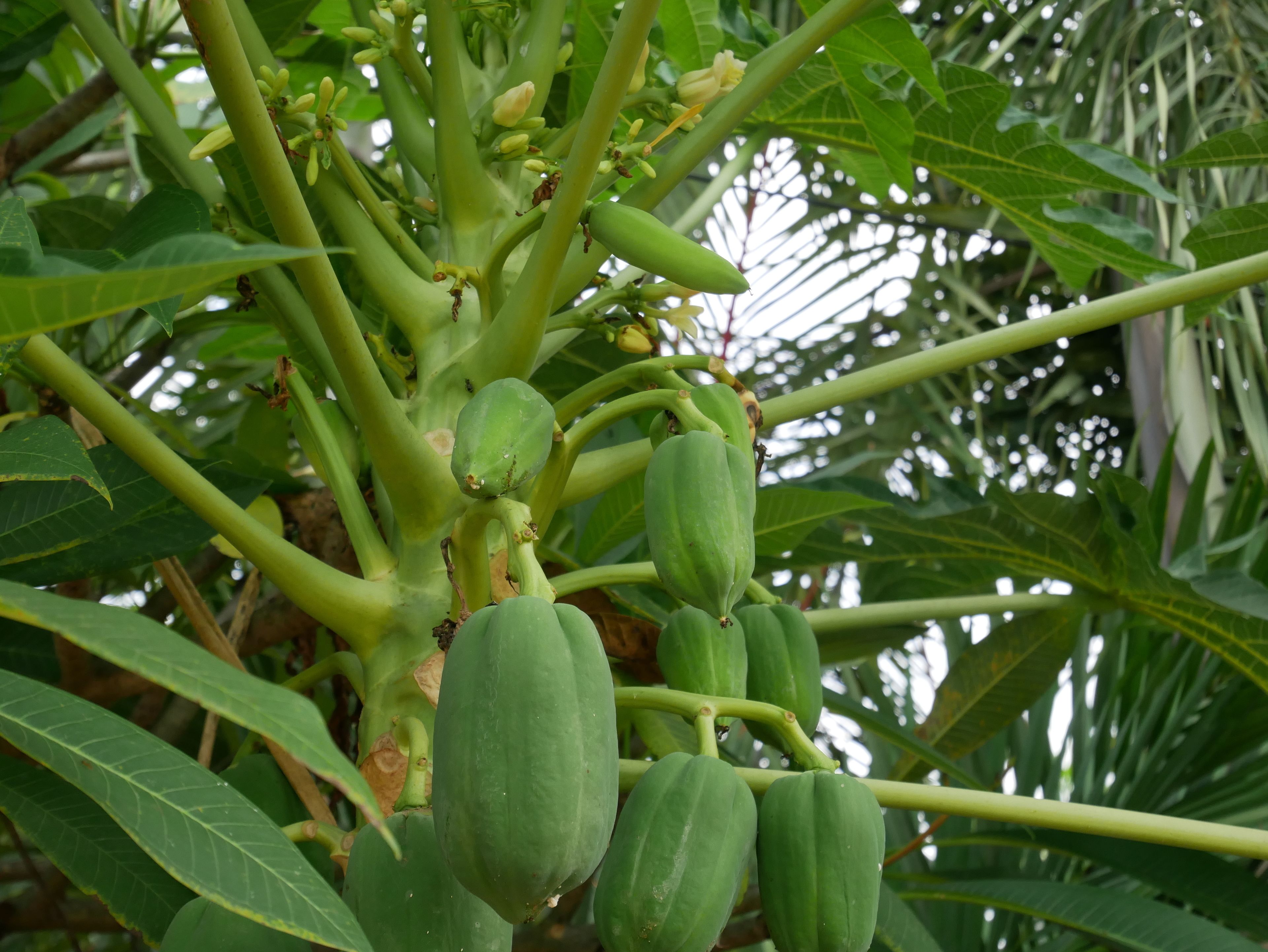 A close-up of a papaya tree with green papayas and flowers.