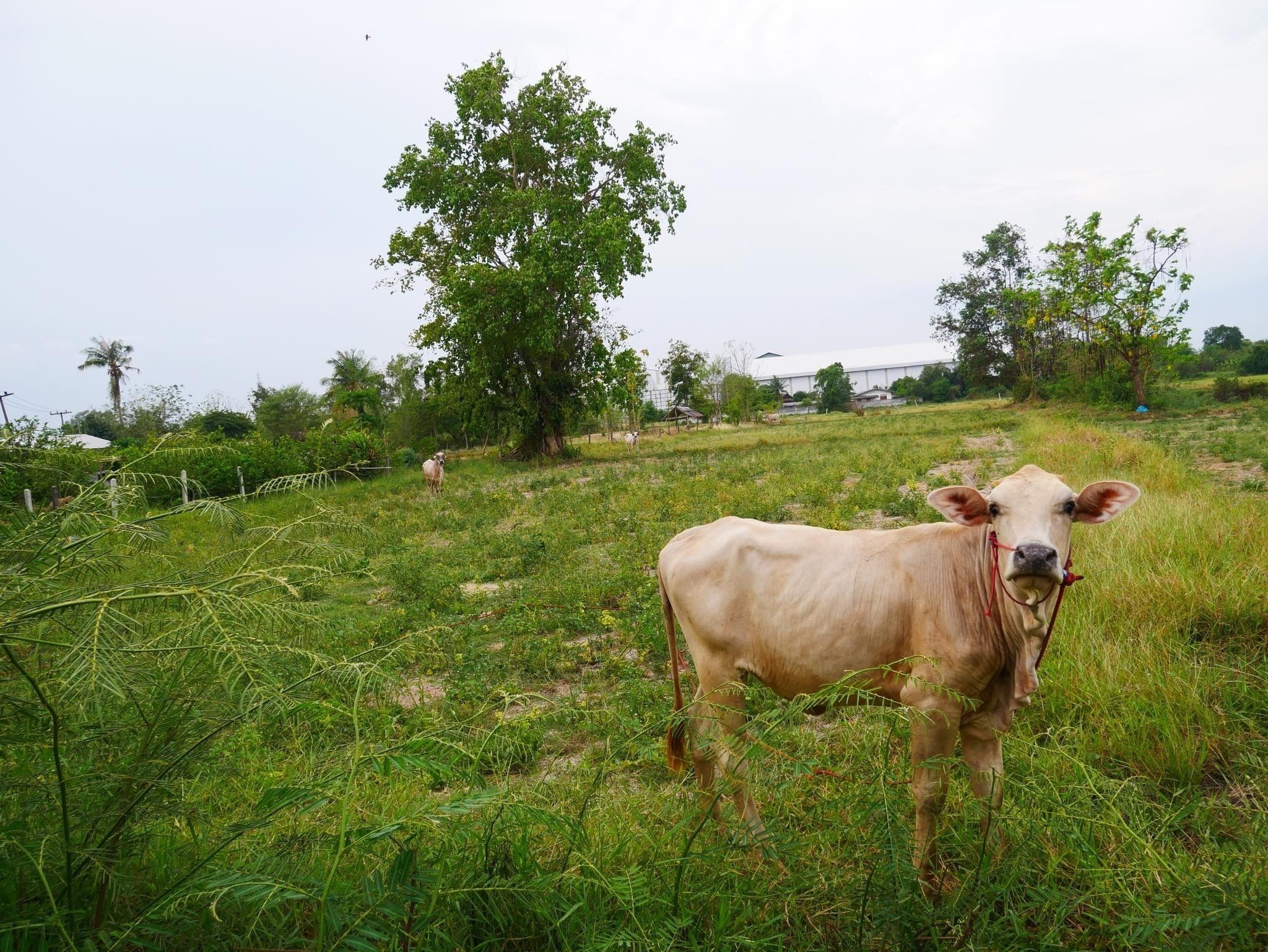 Una vaca de pie en un campo con césped, árboles y un edificio al fondo.