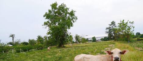 Una vaca de pie en un campo con césped, árboles y un edificio al fondo.