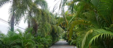 A pathway flanked by lush tropical foliage, leading towards a distant view.