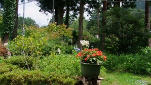 Un jardín con un tocón de madera, una maceta verde con flores rojas y varios arbustos verdes.