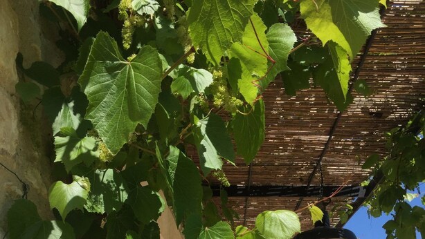 Ein Garten mit Kletterrosen und einer Pergola.
