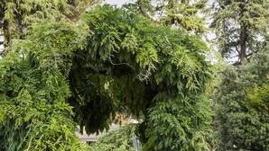 Un sendero serpentea a través de un jardín con un gran árbol arqueado sobre él, rodeado de árboles y follaje.