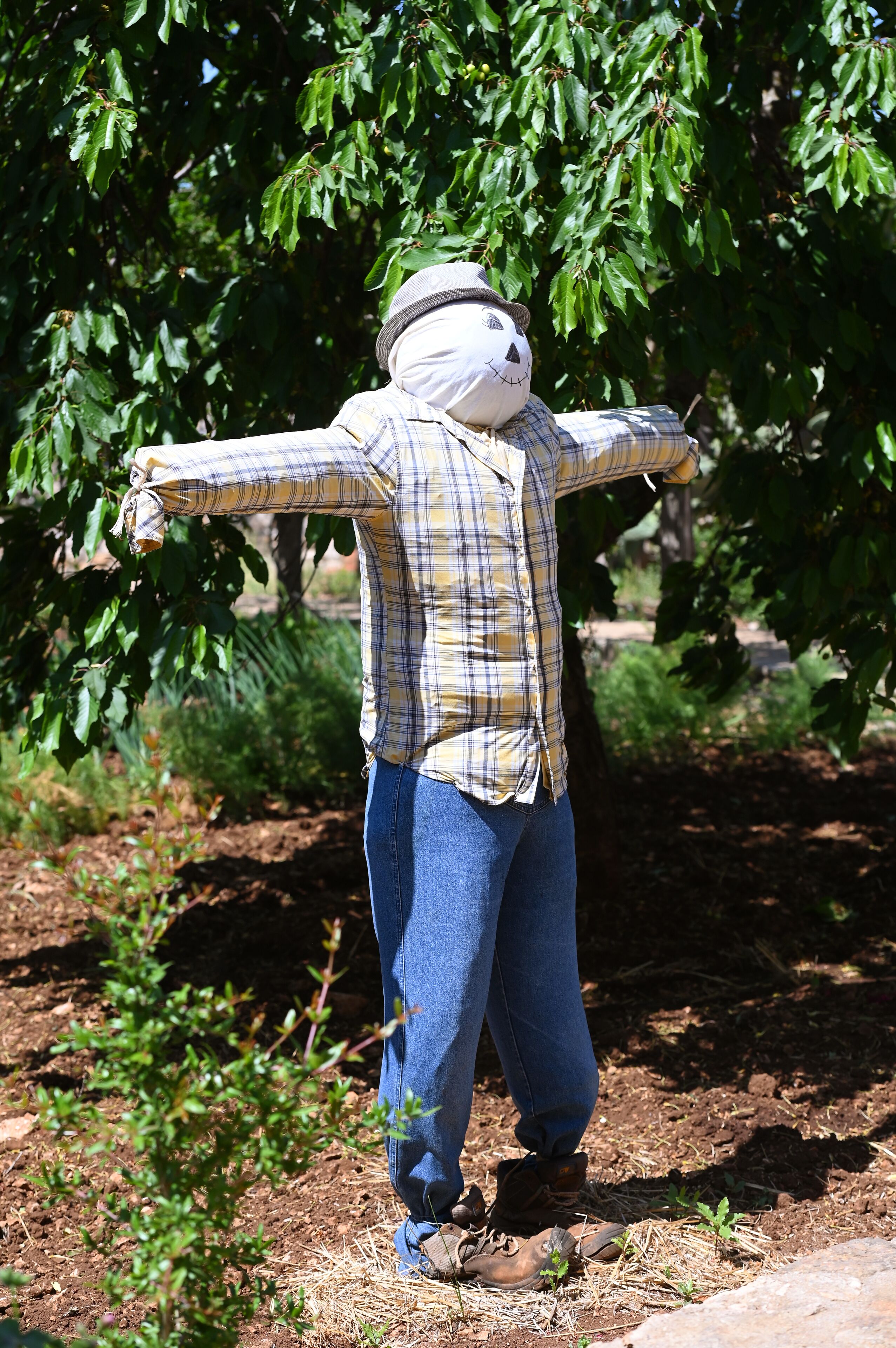 Une personne portant une chemise à carreaux et un jean, debout dans un jardin avec des arbres et des plantes.