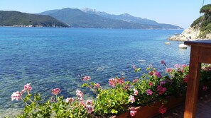 A coastal view with clear water, mountains in the background, and pink flowers in the foreground.