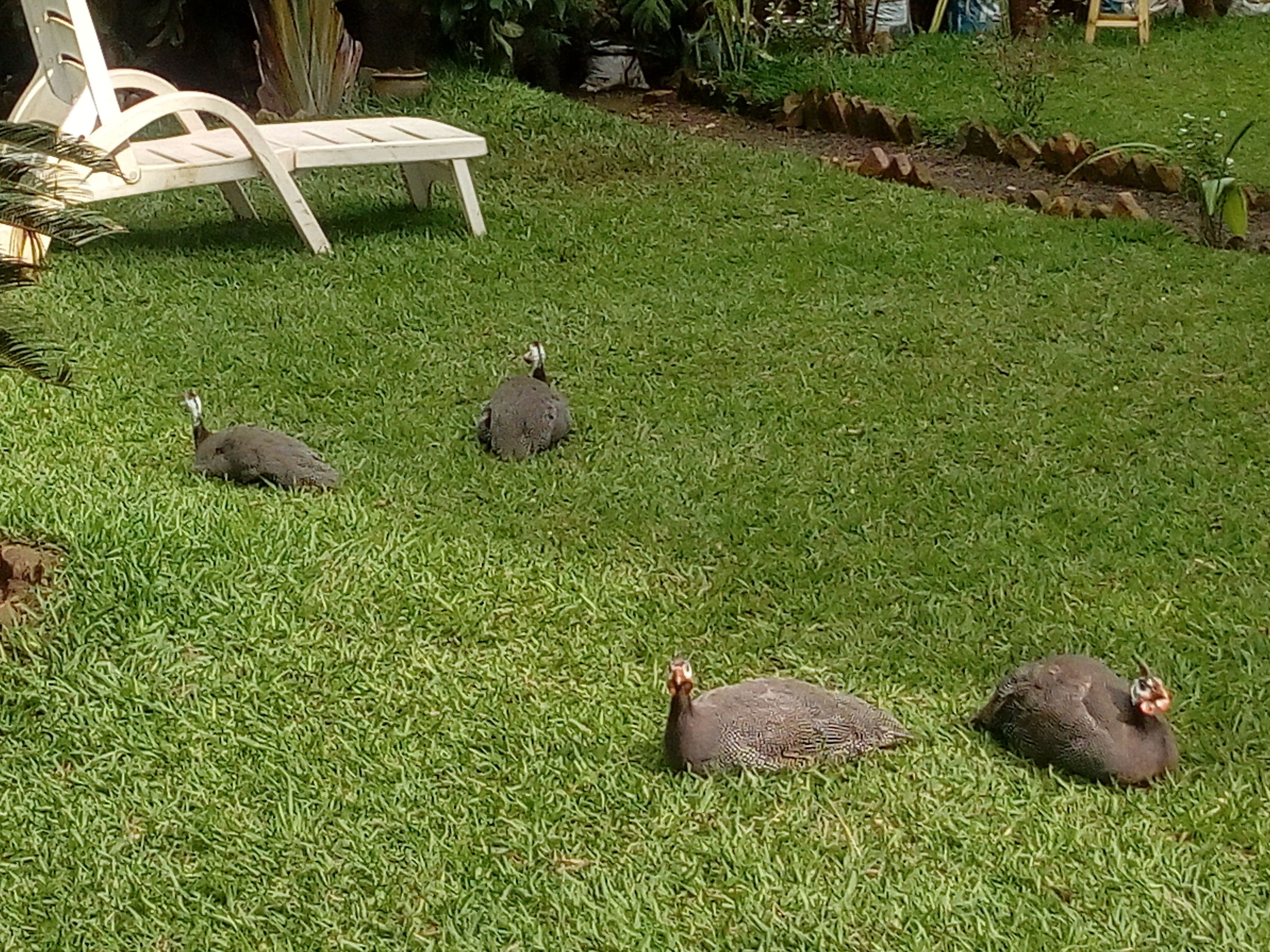 A grassy area with three peacocks and a white chair.