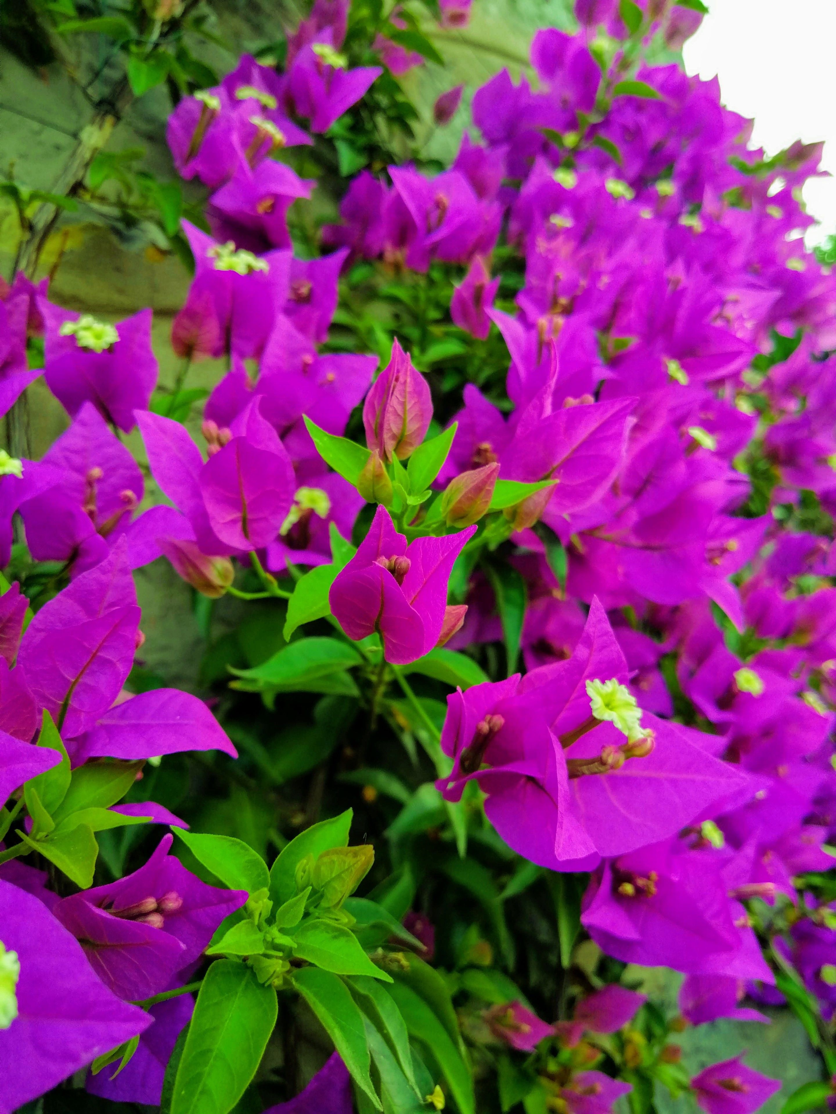 Un denso grupo de flores moradas vibrantes con follaje verde.