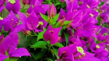 Un denso grupo de flores moradas vibrantes con follaje verde.
