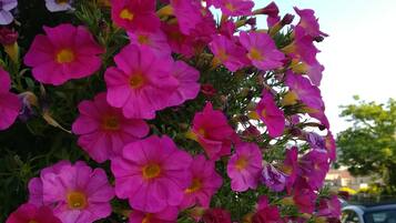 Een bordje met de tekst 'Via delle 5 Terre Rooms' met een achtergrond van levendige roze bloemen.