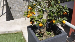 Un árbol cítrico en maceta con naranjas y flores rojas, situado sobre una repisa de hormigón, con un muro de piedra y una barandilla metálica al fondo.