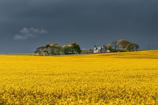 A field of yellow flowers with a house in the background.