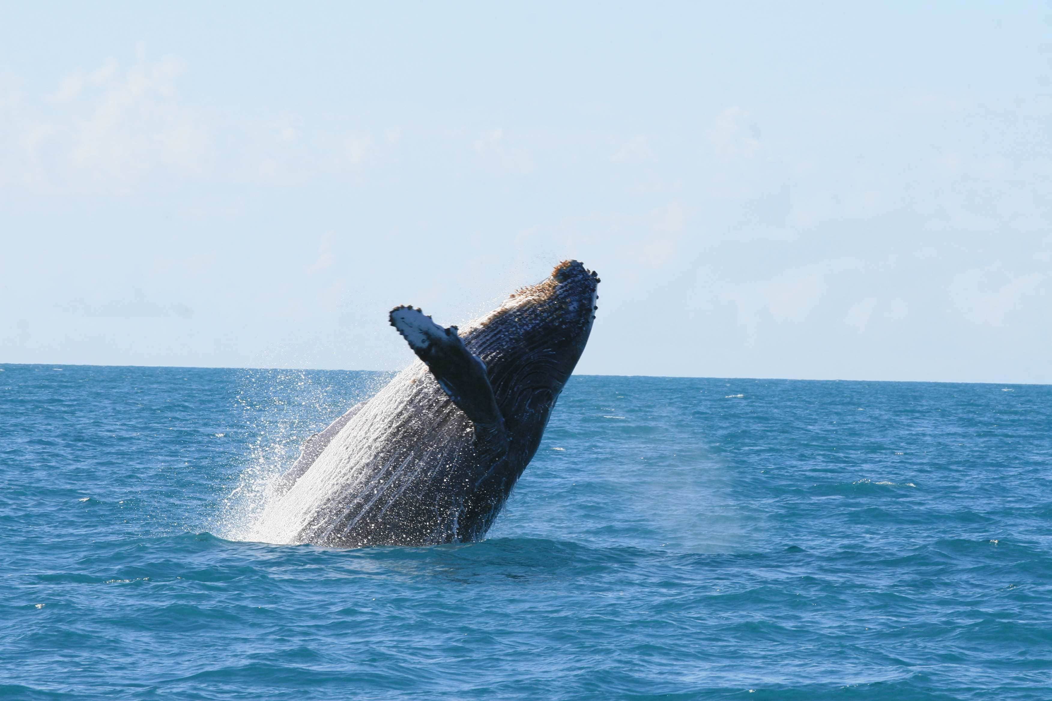 A whale breaching the ocean surface.