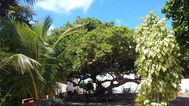Un patio con un árbol grande, palmeras y un edificio blanco.