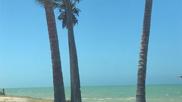 Een strand met palmbomen en een helder uitzicht op de oceaan.