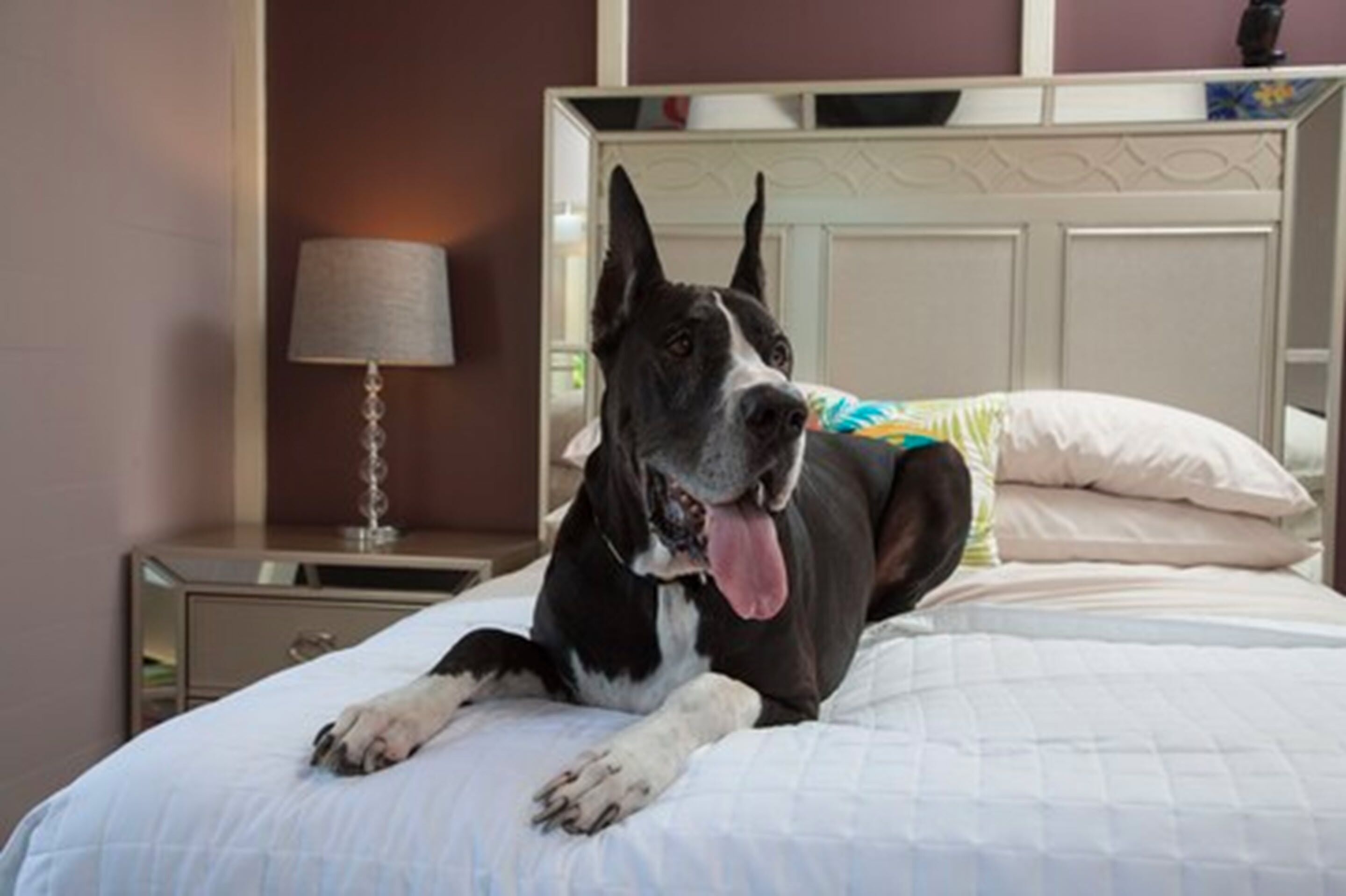 A large dog lying on a bed in a hotel room.