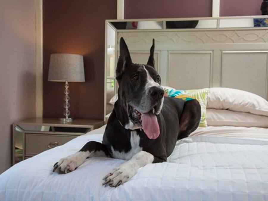 A large dog lying on a bed in a hotel room.
