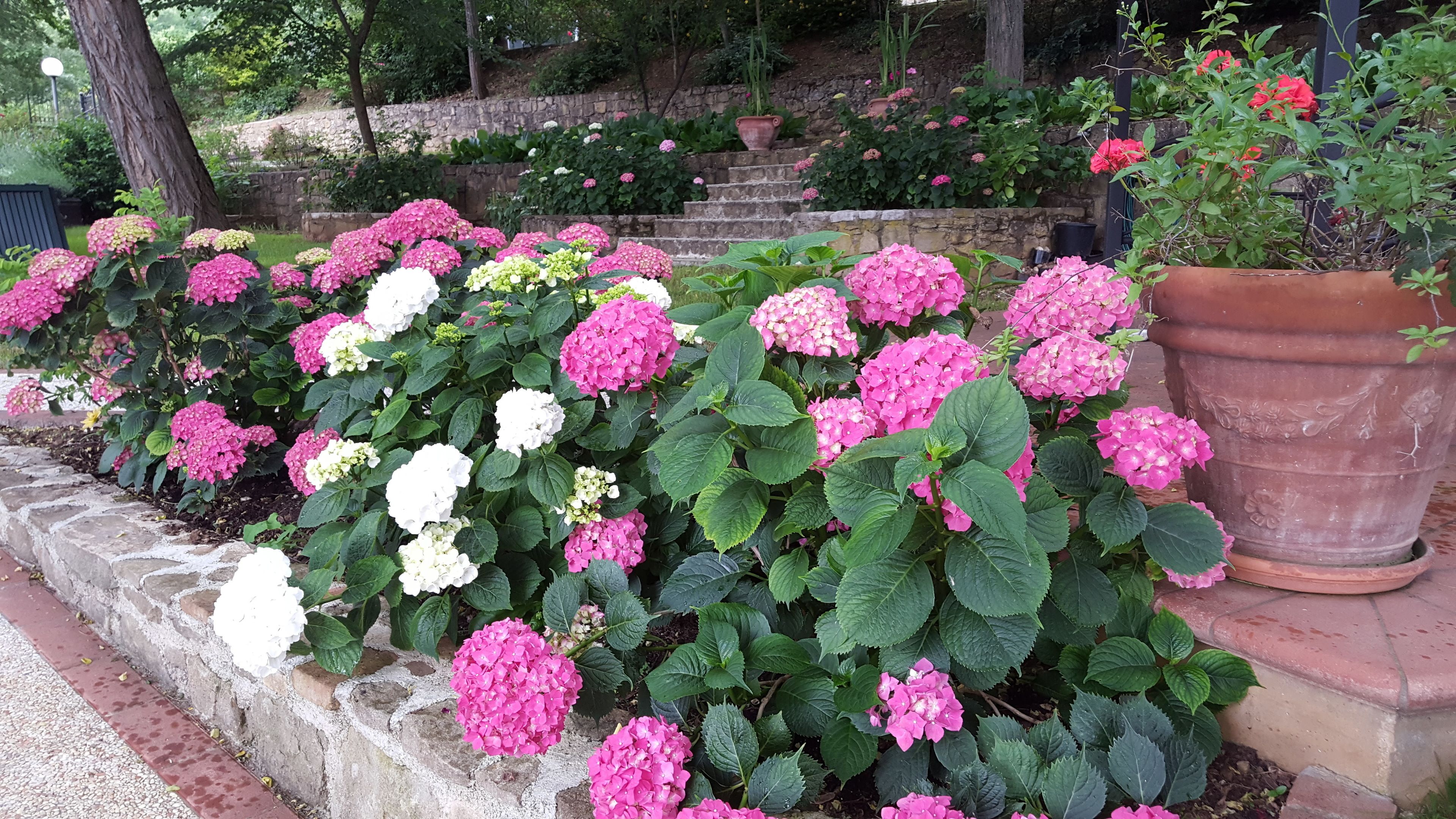 Un jardín con plantas de hortensias en rosa y blanco, un muro de piedra y una maceta de terracota grande.