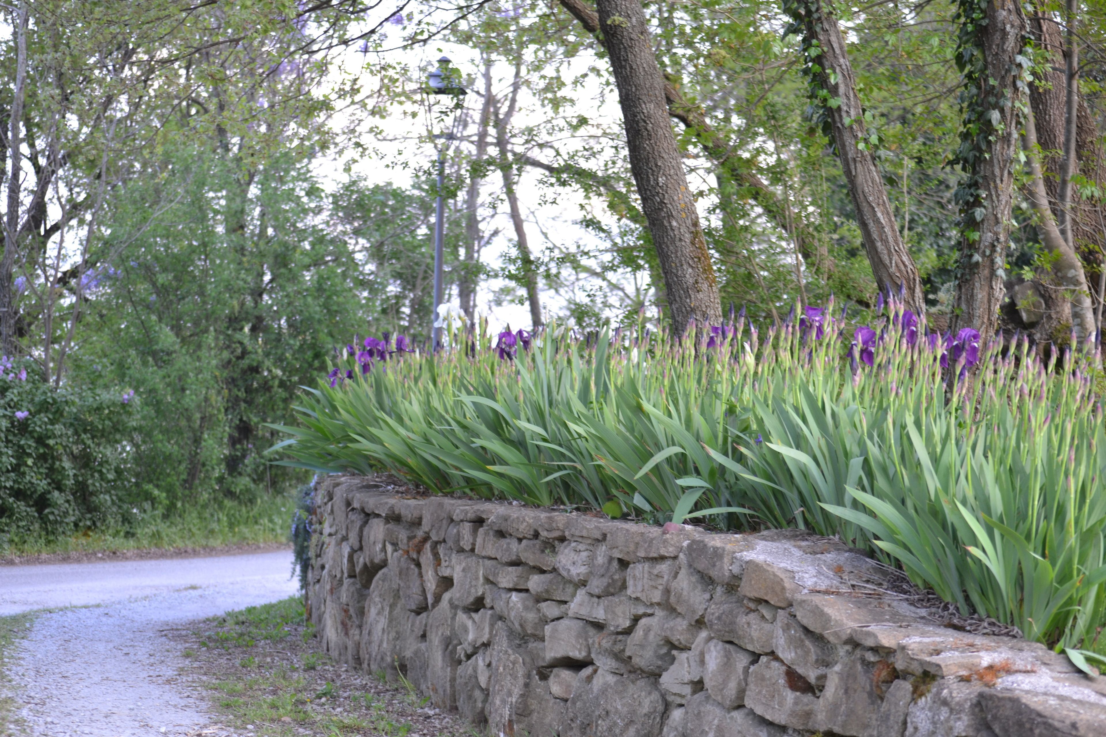 A stone wall with a row of purple flowers and green foliage.