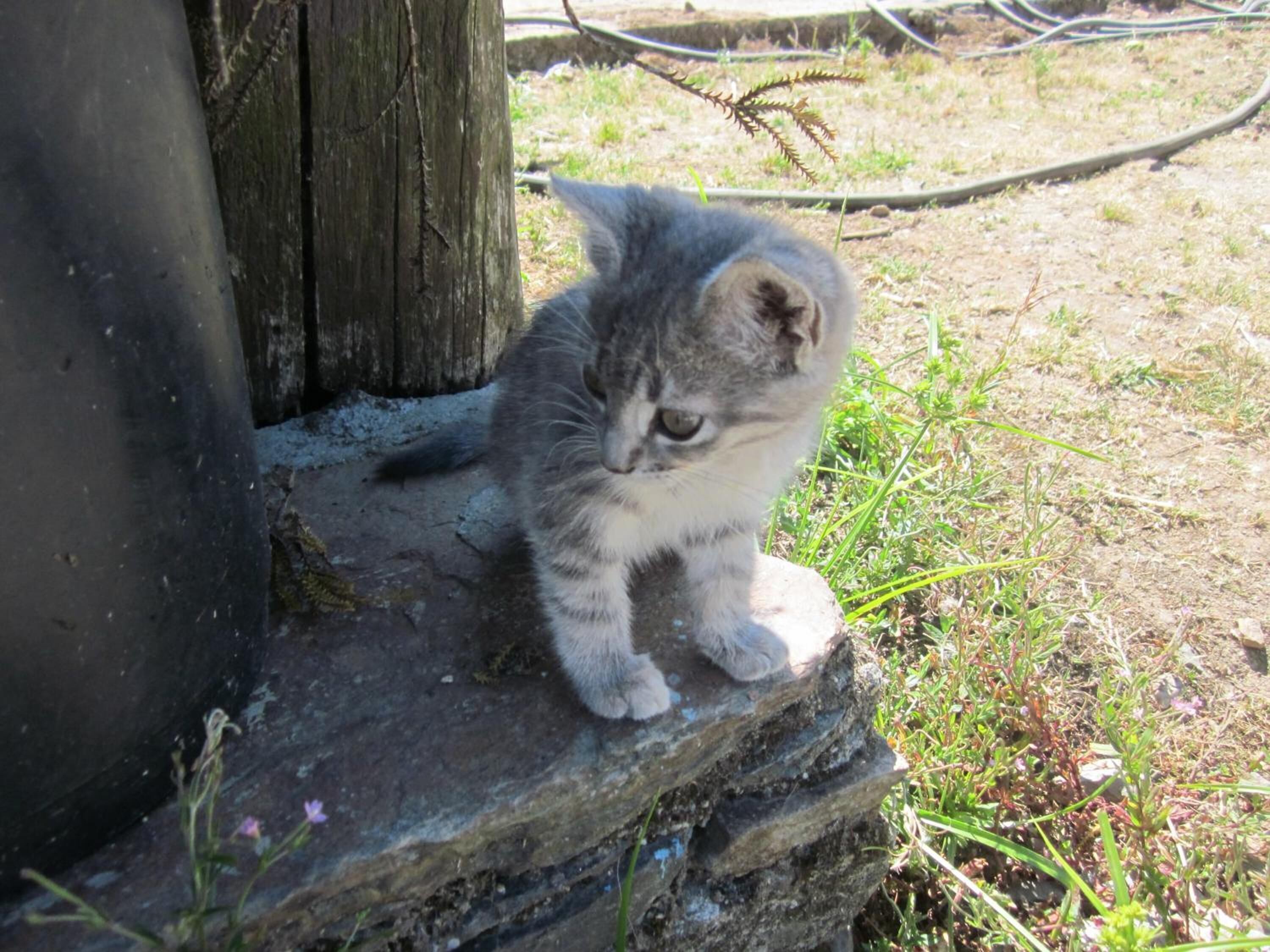 A kitten on a stone ledge near a wooden structure.