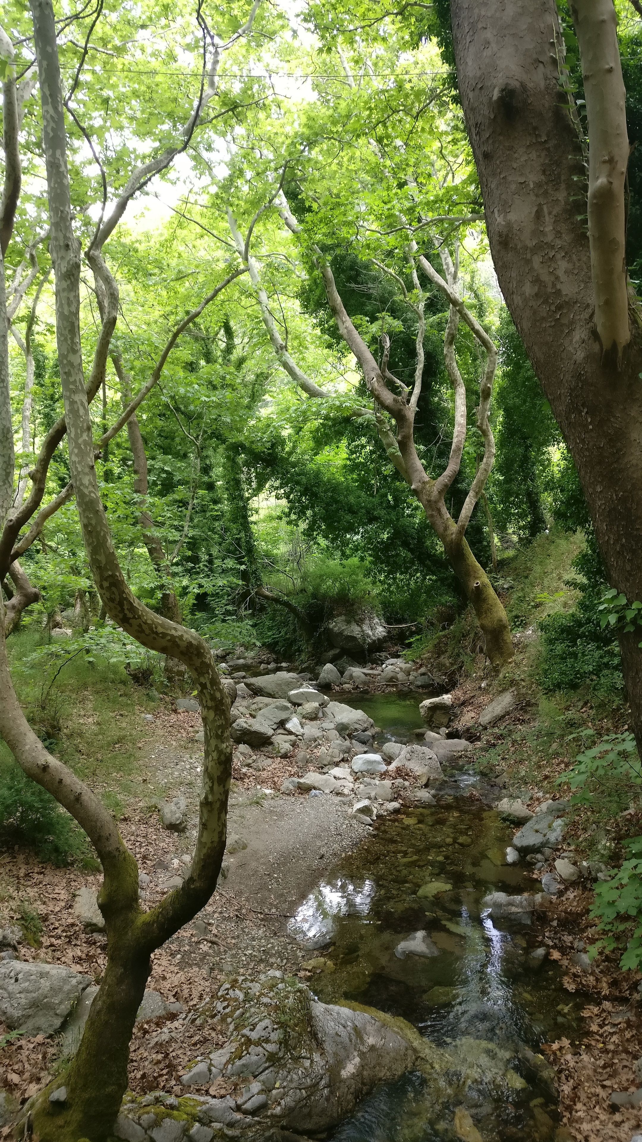 Un área boscosa con un pequeño arroyo y rocas.