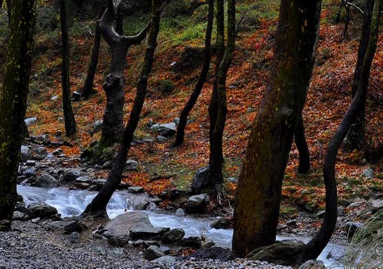 A forest stream with rocks and trees.