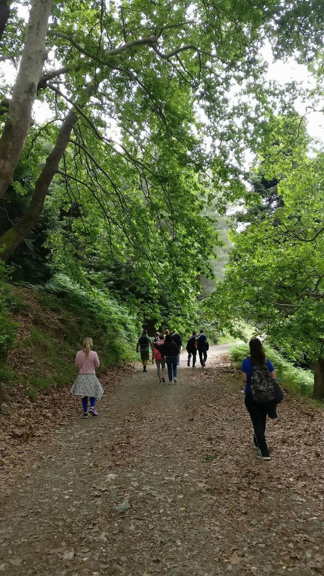 A forested path with people walking.