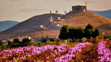 Un turó amb molins de vent i un camp de flors morades.