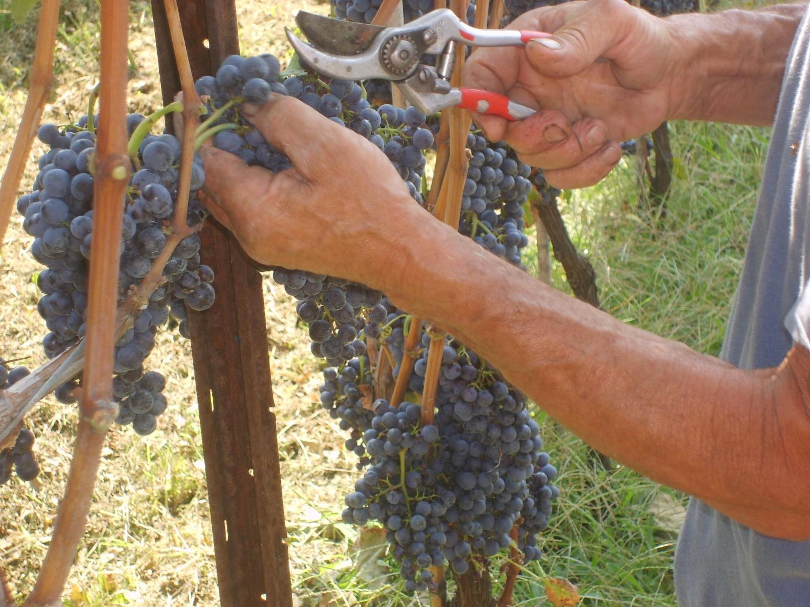 Foto - Agriturismo Marco