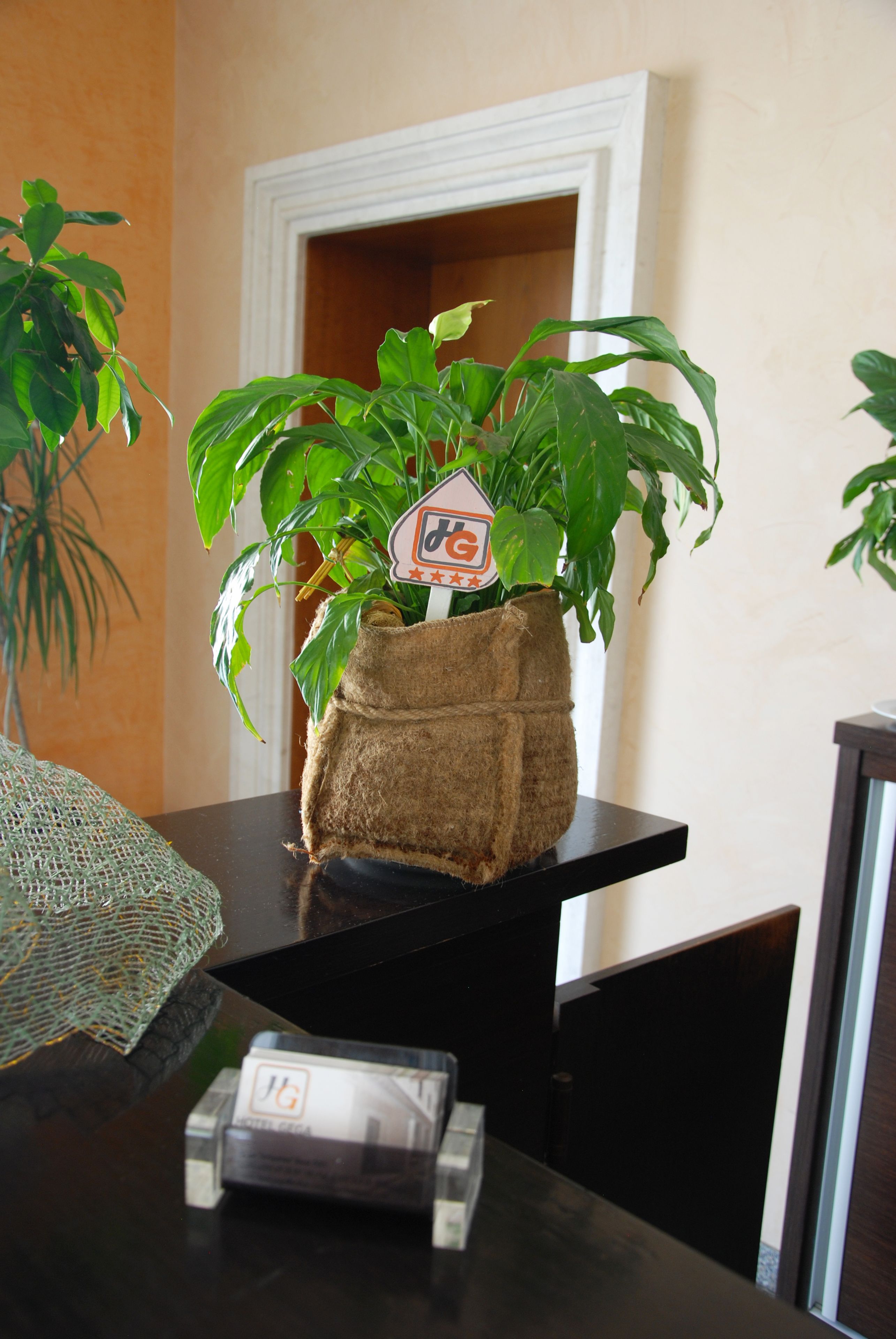 Foto - Hotel Gega