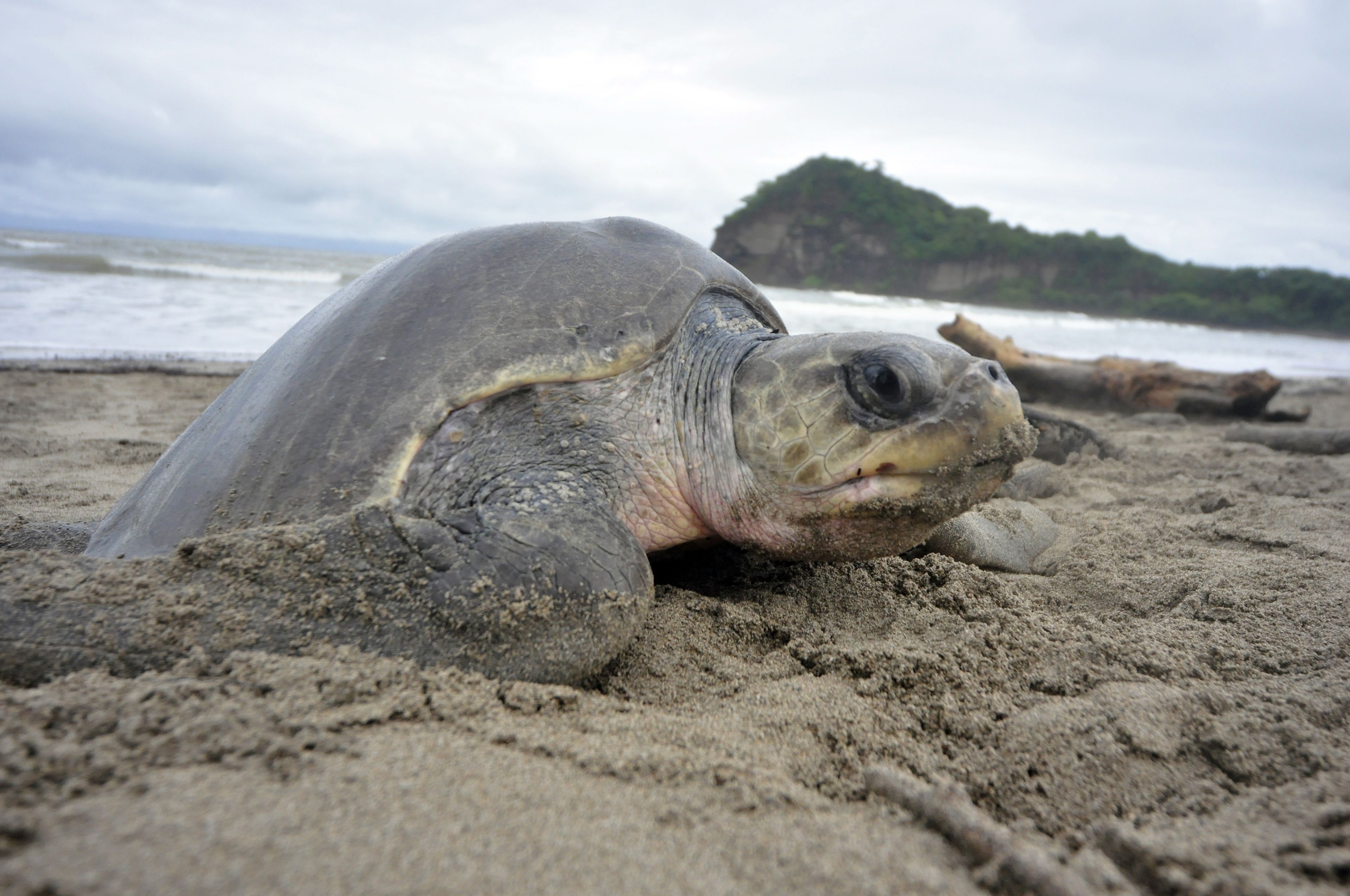 A turtle on a sandy beach with a rocky outcrop in the background.