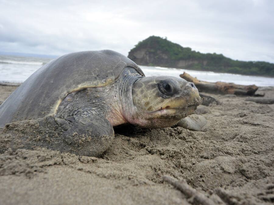 A turtle on a sandy beach with a rocky outcrop in the background.