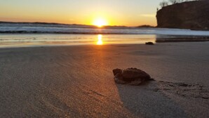 Une scène de plage avec une tortue sur le sable et le soleil se couchant à l’horizon.