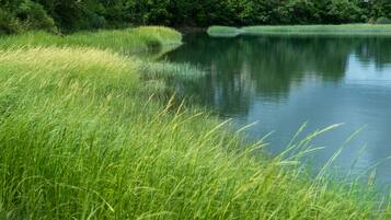 A calm lake surrounded by lush green grass and dense trees.