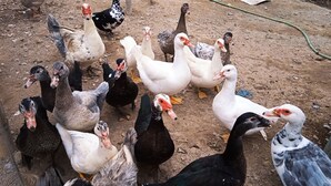Um grupo de gansos e patos num espaço cercado de terra.