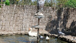 Um cenário rústico ao ar livre com uma parede de pedra, um pequeno lago e um comedouro de pássaros.