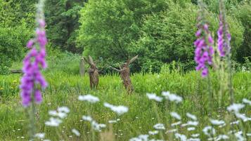 Área da propriedade